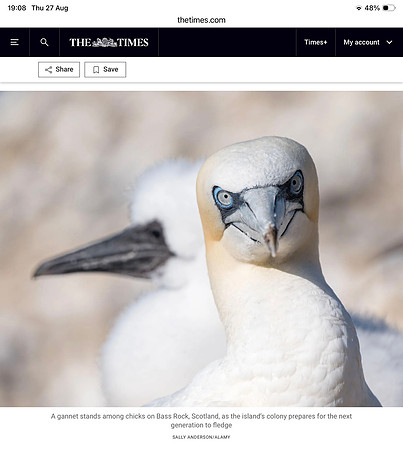The Times